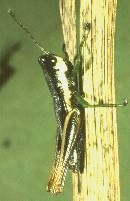 mâle C. cylindrica