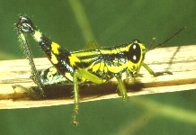 Mâle C. pulcherrima