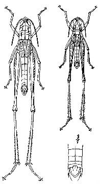 Metaxymecus patagiatus
