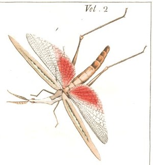 Gryllus Acrida braziliensis Drury 1773