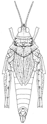 Chrotogonus senegalensis (vue dorsale)