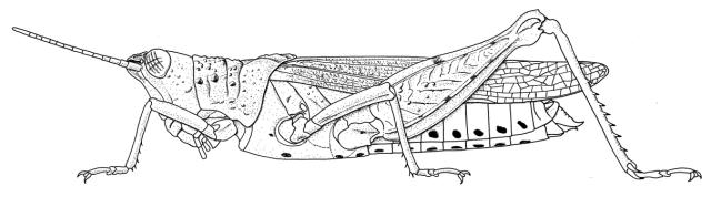 Chrotogonus senegalensis