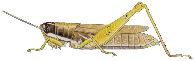 Catantopsilus taeniolatus