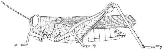 Eucoptacra anguliflava femelle