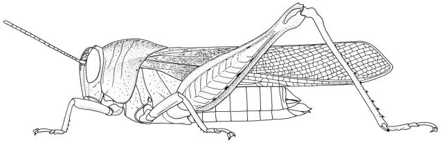 Epistaurus bolivari