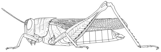 Epistaurus succineus