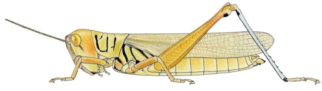 Hieroglyphus daganensis femelle
