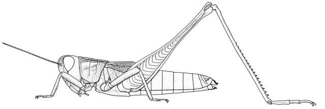 Metaxymecus patagiatus