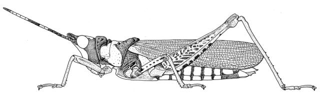 Taphronota ferruginea ferruginea