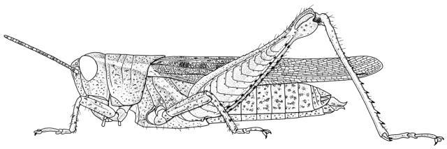 Trichocatantops villosus