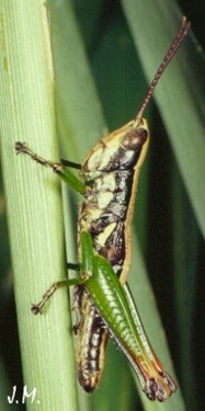 Calodenula fusco. mâle