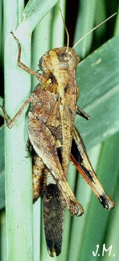 Gastrimargus sarasini femelle brune