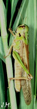 Locusta femelle