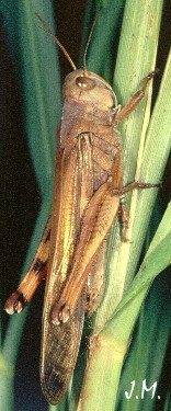 Locusta mâle